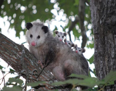 Opossum Facts and Garden Benefits