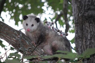 Opossum Facts and Garden Benefits