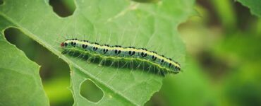 What Do Caterpillars Eat? Damage to Your Garden