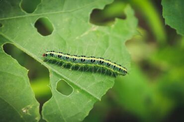 What Do Caterpillars Eat? Damage to Your Garden
