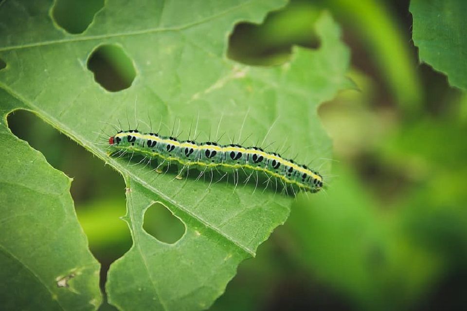 Methods to Identify Caterpillar Infestation on Lavender Plants