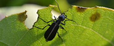 10 Natural Ways to Get Rid of Blister Beetles in Garden