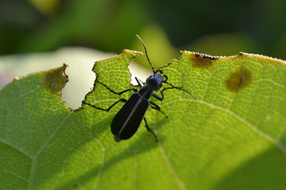 10 Natural Ways to Get Rid of Blister Beetles in Garden