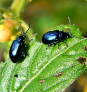 15 Natural Ways to Get Rid of Flea Beetles