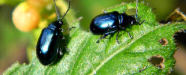 15 Natural Ways to Get Rid of Flea Beetles
