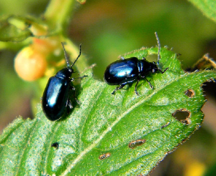 15 Natural Ways to Get Rid of Flea Beetles