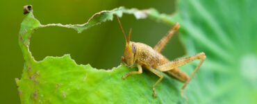 19 Natural Ways to Get Rid of Grasshoppers on Plants