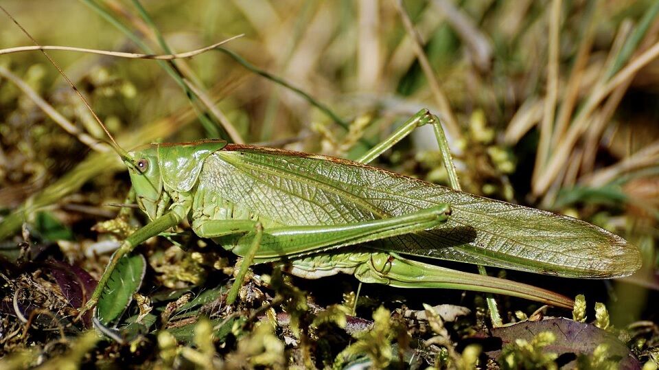 19 Natural Ways to Get Rid of Grasshoppers on Plants - Dre