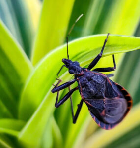 12 Natural Ways to Get Rid of Kissing Bugs