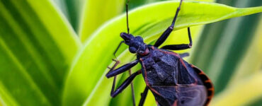 12 Natural Ways to Get Rid of Kissing Bugs