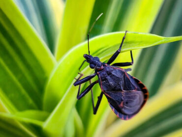 12 Natural Ways to Get Rid of Kissing Bugs