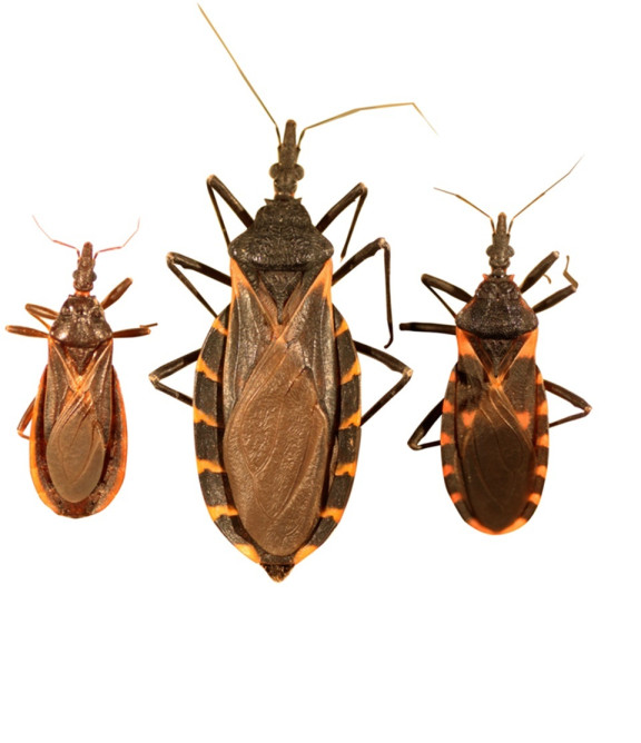 12 Natural Ways to Get Rid of Kissing Bugs