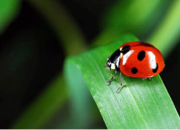 10 Benefits of Ladybugs and How to Attract Them
