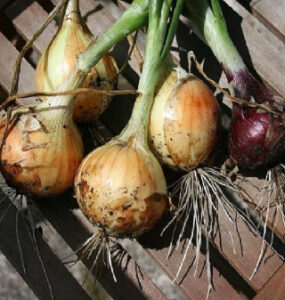 How to Plant Onions: All You Need to Know
