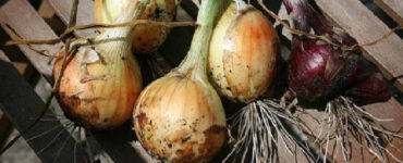 How to Plant Onions: All You Need to Know