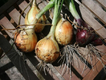 How to Plant Onions: All You Need to Know