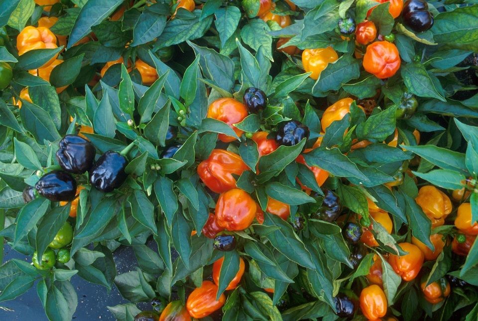 Companion plants for peppers information