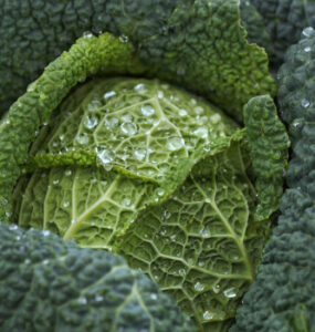  27 Cool-Weather Food Crops to Consider Growing