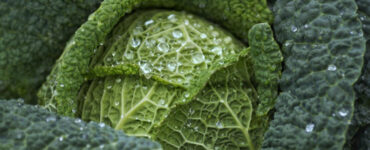  27 Cool-Weather Food Crops to Consider Growing