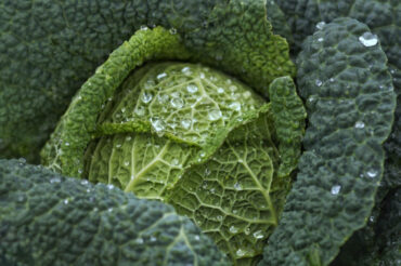  27 Cool-Weather Food Crops to Consider Growing