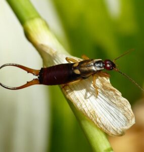 15 Natural Ways to Get Rid of Earwigs (Pincher Bugs)