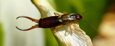 15 Natural Ways to Get Rid of Earwigs (Pincher Bugs)
