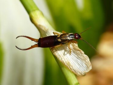 15 Natural Ways to Get Rid of Earwigs (Pincher Bugs)