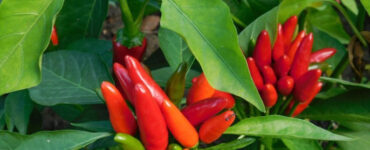 Good and Bad Companion Plants for Peppers