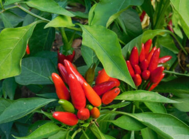 Good and Bad Companion Plants for Peppers