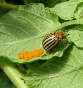13 Natural Ways to Get Rid of Colorado Potato Beetles (Potato Bugs)