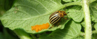 13 Natural Ways to Get Rid of Colorado Potato Beetles (Potato Bugs)