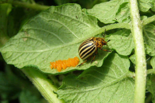 13 Natural Ways to Get Rid of Colorado Potato Beetles (Potato Bugs)