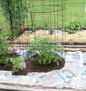Using Newspaper to Kill Weeds: The Scoop