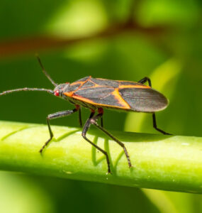 15 Natural Ways to Get Rid of Boxelder Bugs (Boisea trivittata)