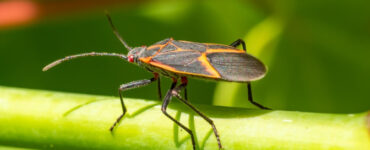 15 Natural Ways to Get Rid of Boxelder Bugs (Boisea trivittata)