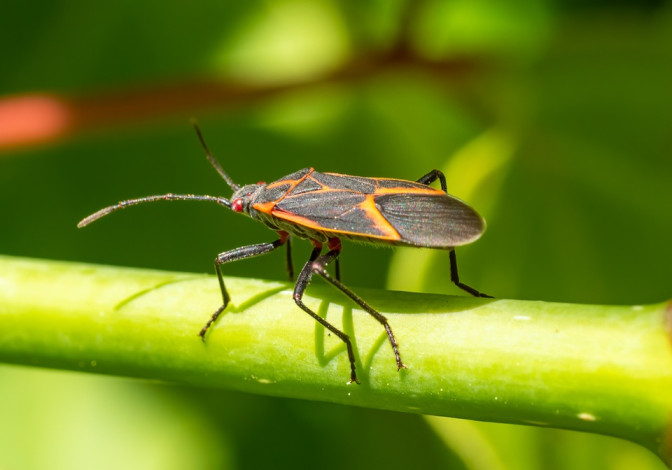 15 Natural Ways to Get Rid of Boxelder Bugs (Boisea trivittata)