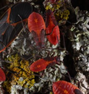 15 Natural Ways to Get Rid of Boxelder Bugs (Boisea trivittata)