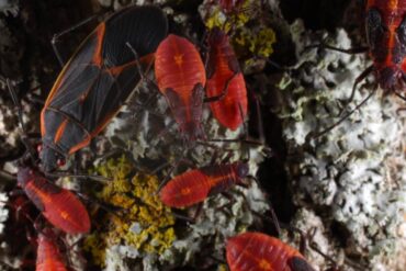 15 Natural Ways to Get Rid of Boxelder Bugs (Boisea trivittata)