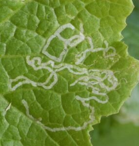 15 Natural Ways to Get Rid of Leaf Miners