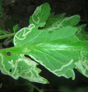15 Natural Ways to Get Rid of Leaf Miners