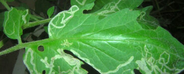 15 Natural Ways to Get Rid of Leaf Miners