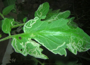 15 Natural Ways to Get Rid of Leaf Miners
