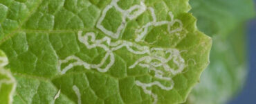 15 Natural Ways to Get Rid of Leaf Miners