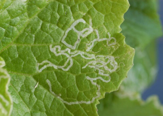 15 Natural Ways to Get Rid of Leaf Miners