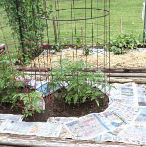 Using Newspaper to Kill Weeds: The Scoop