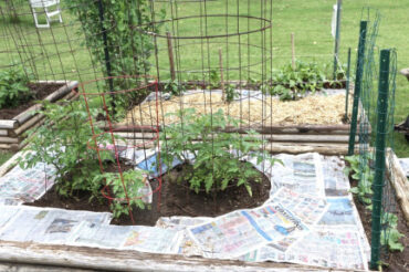 Using Newspaper to Kill Weeds: The Scoop