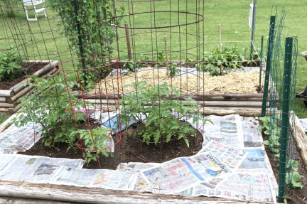 Using Newspaper to Kill Weeds: The Scoop