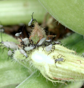 17 Natural Ways to Get Rid of Squash Bugs on Plants