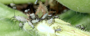 17 Natural Ways to Get Rid of Squash Bugs on Plants