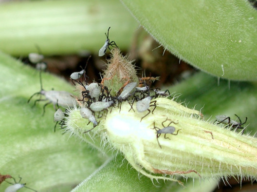 17 Natural Ways to Get Rid of Squash Bugs on Plants